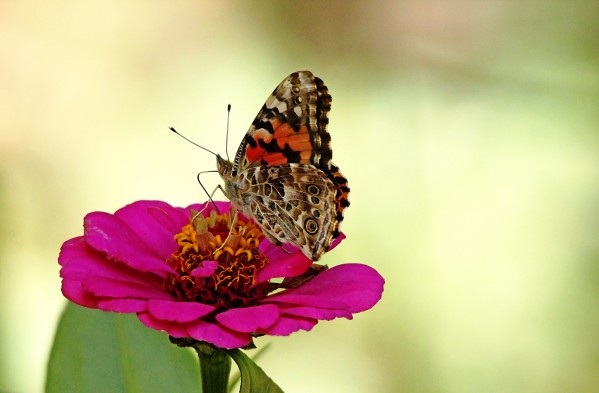 Painted Lady On Pink Zinnia by Deb Oppermann
